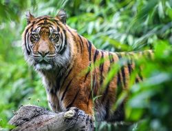 Harimau Jawa Dinyatakan Punah Tahun 1980-an Benarkah Muncul Lagi?