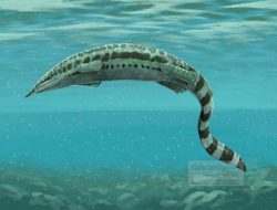 Thalattosauria: Reptil Laut Purba yang Terlupakan dari Zaman Trias