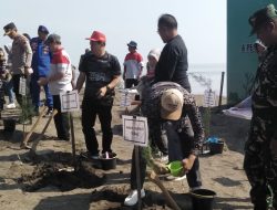 Wujudkan Pantai Pesisir Yang Lestari, Lanal Tegal Tanam 1500 Pohon Cemara Laut