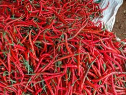 Pramono Prediksi Harga Cabai Keriting di Jakarta Kembali Normal dalam 1-2 Pekan Ke Depan