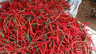 Pramono Prediksi Harga Cabai Keriting di Jakarta Kembali Normal dalam 1-2 Pekan Ke Depan