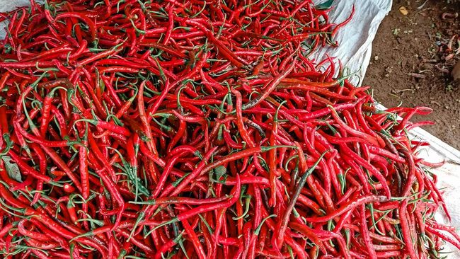 Pramono Prediksi Harga Cabai