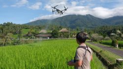 Petani Jatiluwih Bali Gunakan Drone Pupuk 1 Hektar Sawah Cuma 10 Menit