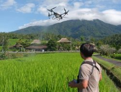 Petani Jatiluwih Bali Gunakan Drone Pupuk 1 Hektar Sawah Cuma 10 Menit